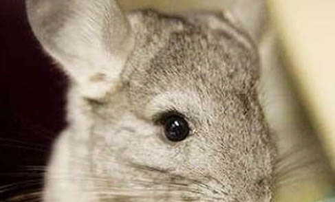 龍貓的常見(jiàn)疾病