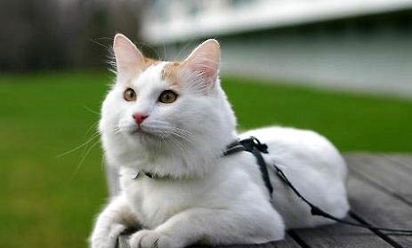 土耳其梵貓尿結石的原因及處理方法