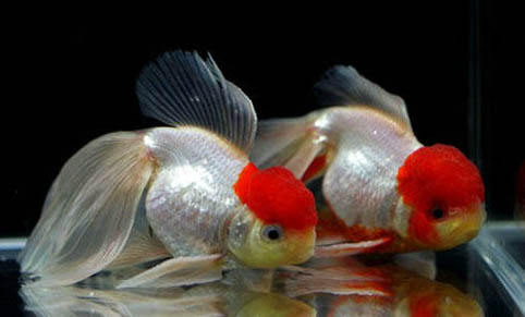 剛下的小孔雀魚怎么喂