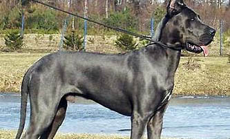 大丹犬怎么喂養?