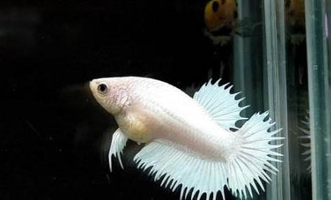 最漂亮的觀賞魚排名