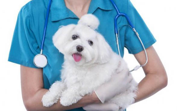 怎么看出幼犬是認主人了
