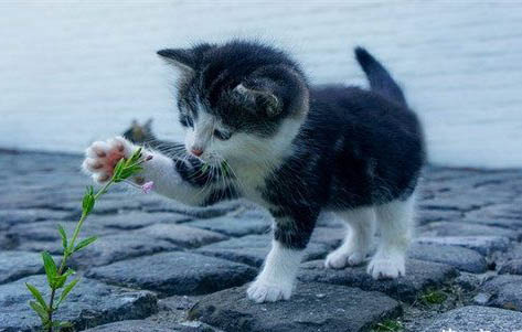 湯姆貓是什么品種