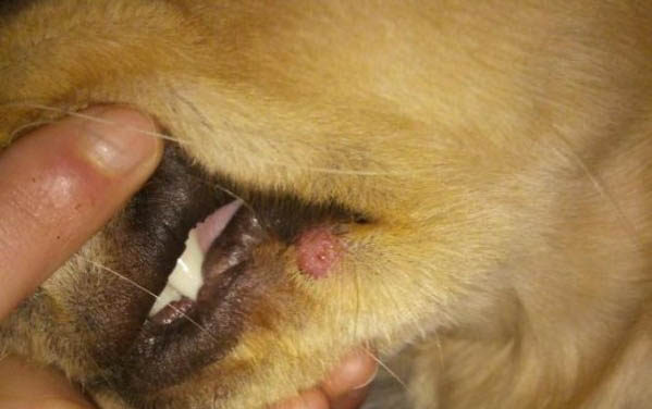 帶回家的小狗狗膽小晚上一直叫