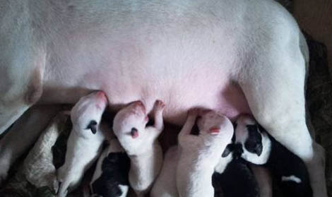 牛頭獒犬護主嗎