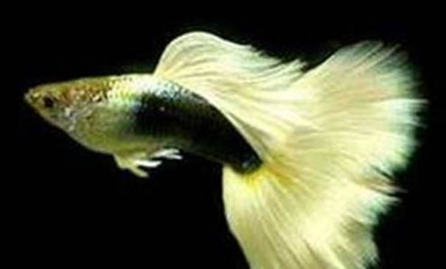 為什么說龍魚不能和飛鳳魚混養?