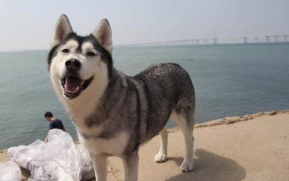 狗狗只剩狂犬沒打可以出門嗎會感染嗎