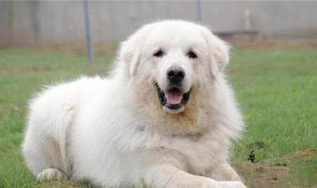 大白熊犬突然不愛吃東西的原因是什么