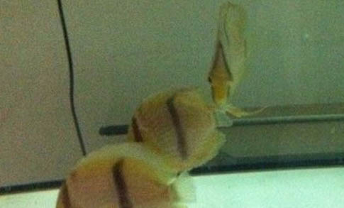 養魚白天要不要開燈