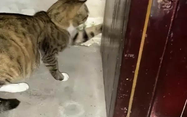 怎樣看貓的公母