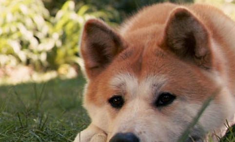 日本秋田犬多久可以洗澡