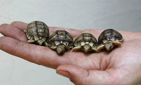 寵物龜冬眠飼養誤區