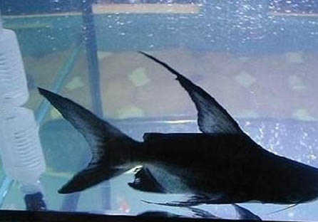 養(yǎng)魚(yú)的數(shù)量和什么有關(guān)
