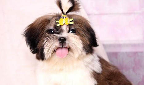 西施犬半夜突然叫是什么原因