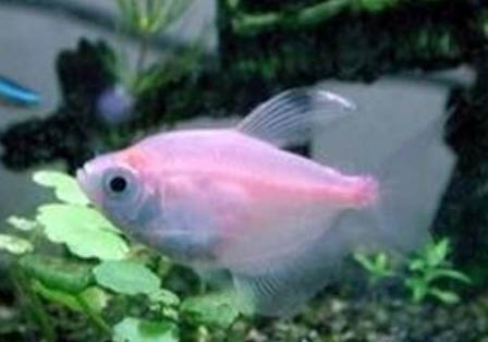 孔雀魚爛尾還能用什么方法