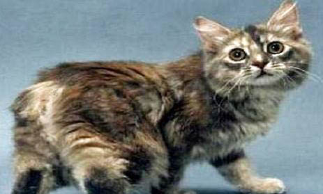 馬恩島貓打嗝的原因及處理方法