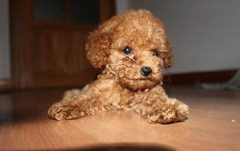 泰迪犬為什么要剪尾巴