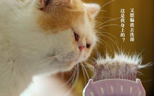 fpv貓瘟檢測(cè)卡怎么看是正常的