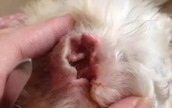 廈門寄養狗狗多少錢