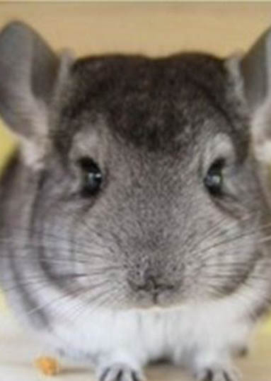 龍貓便秘的癥狀與原因