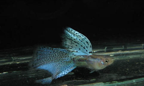 孔雀魚和斑馬魚混養注意事項