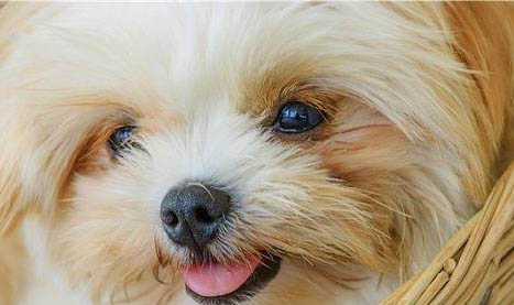 西施犬一般懷孕幾個月生