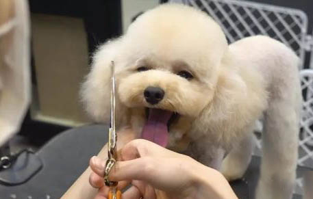 花露水對狗狗有害嗎
