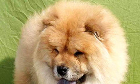 松獅犬有什么優缺點?