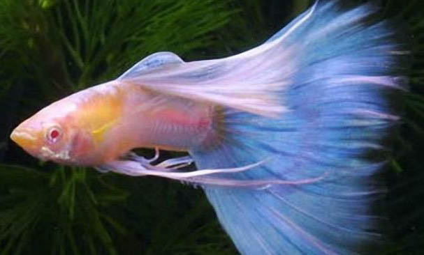 孔雀魚的繁殖前兆有哪些
