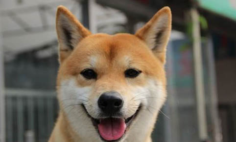 如何糾正狗狗吃屎