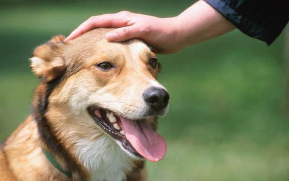 蘇格蘭梗犬圖片多少錢一只