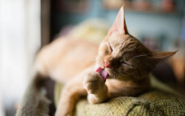 貓咪腹瀉的癥狀