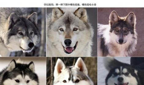 哈士奇懷孕多久生