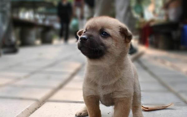 狗的年齡一般能活多久