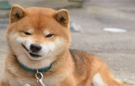 柴犬和金毛哪個聰明