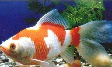 紅草金魚好養嗎