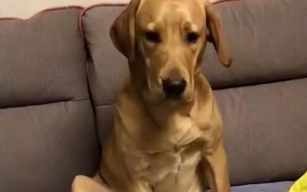 狗狗冬天怕冷嗎，狗狗怕冷的表現