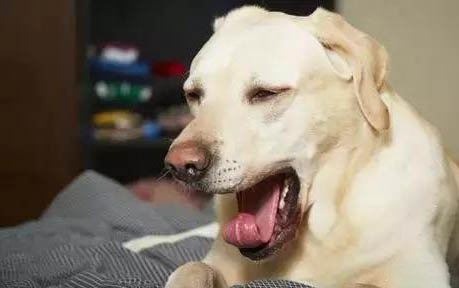 狗狗能吃鵝蛋黃嗎怎么吃