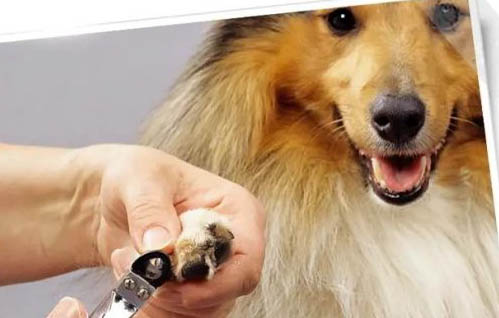 狗狗益生菌哪個牌子好