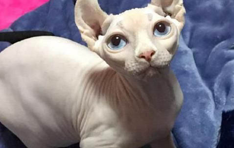 如何分辨公母貓
