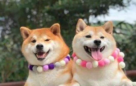 黑柴犬和赤柴犬哪個貴