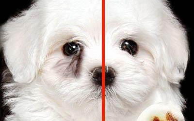 泰迪犬拉稀帶血怎么辦?