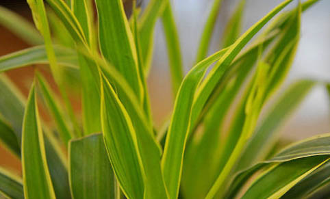 吊蘭對貓有毒嗎?