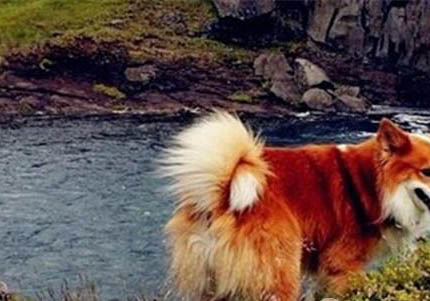 蘇格蘭牧羊犬來月經(jīng)怎么處理方法