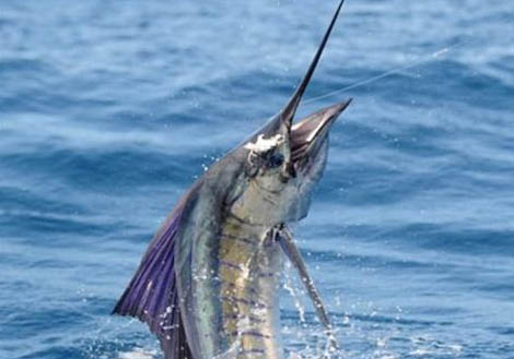 鳳尾魚換水需要注意什么