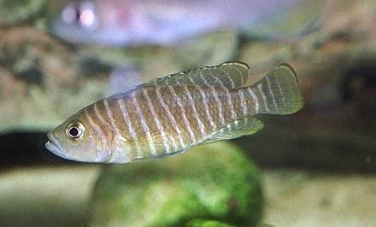 地圖魚吃了又吐出來