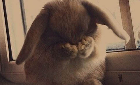 寵物兔大概能活多久