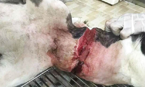 牧羊犬為什么會(huì)放羊