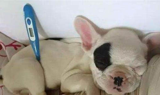 犬瘟熱癥狀有哪些,怎么辨別狗瘟癥狀