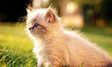 蒂凡尼貓發(fā)燒怎么處理